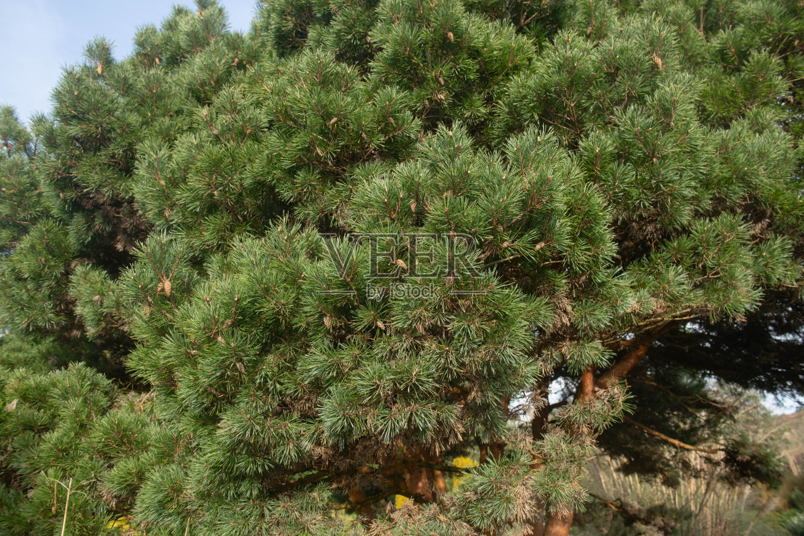 一棵常绿针叶松矮苏格兰松树(Pinus sylvestris 'Chantry Blue')郁郁葱葱的绿色冬季树叶，生长在英格兰德文郡乡村的乡村别墅花园，英国照片摄影图片