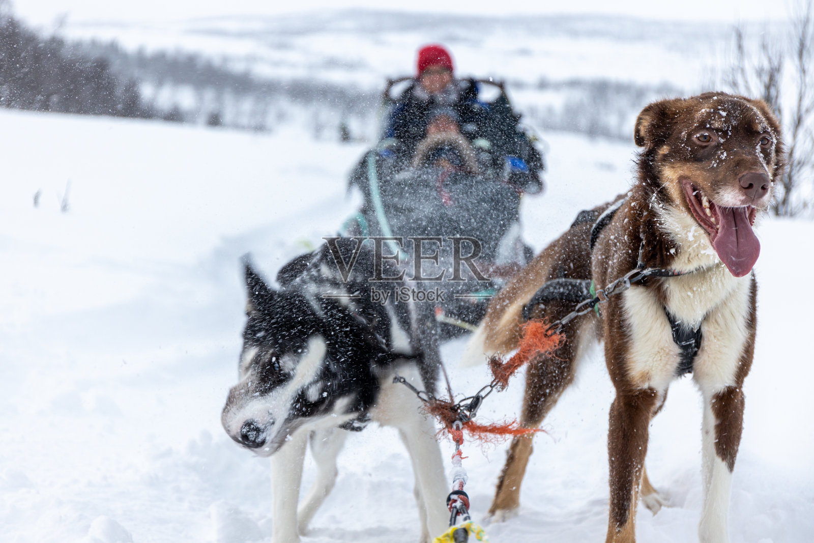 一家人在雪地上玩雪橇照片摄影图片