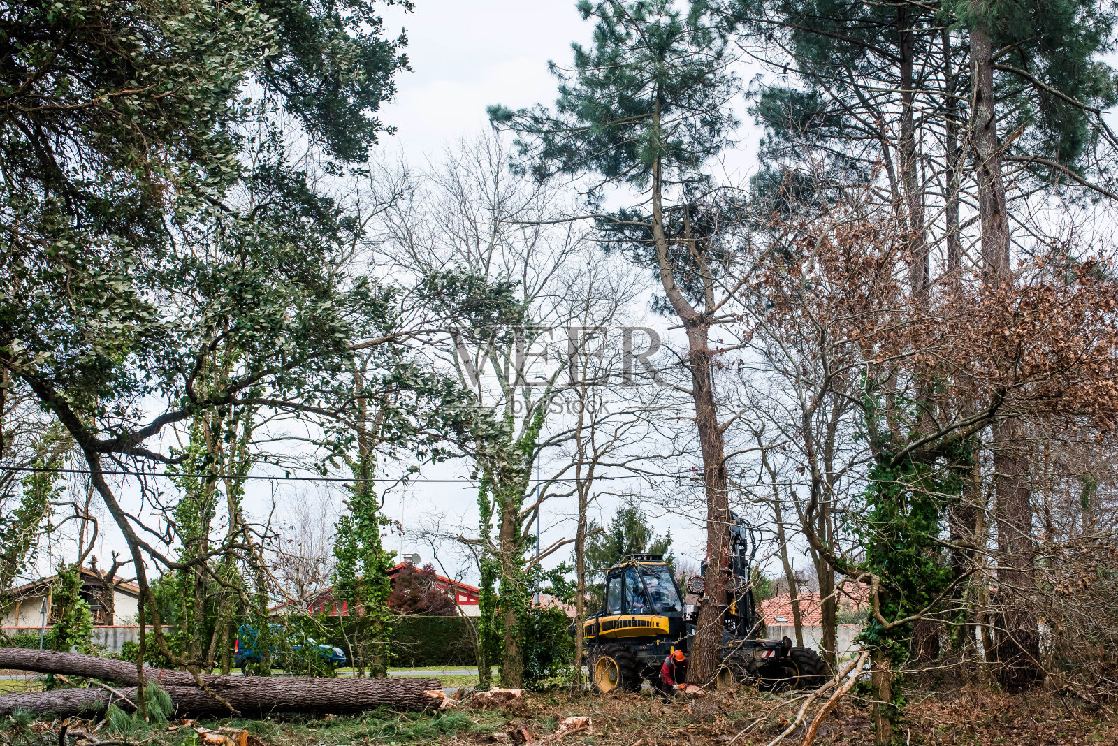 伐木工人正在用电锯砍松树照片摄影图片