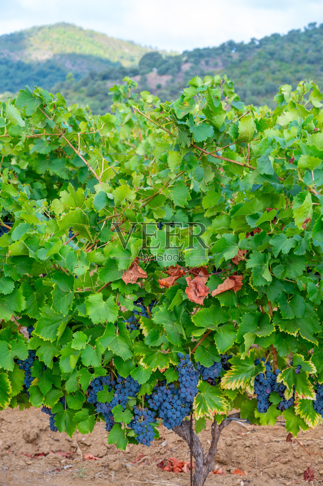 成熟的黑色或蓝色西拉或歌海娜葡萄，用于酿造玫瑰或红葡萄酒准备在普罗旺斯地区的葡萄园收获，法国南部普罗旺斯地区照片摄影图片