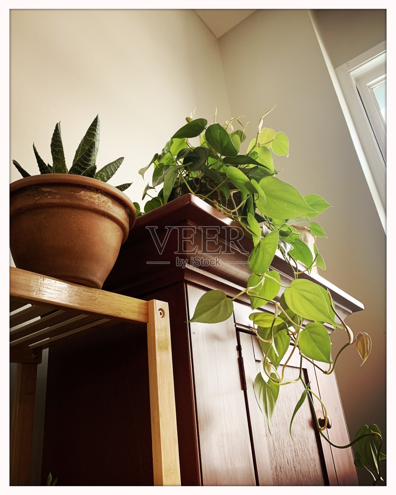 室内园艺与室内植物照片摄影图片