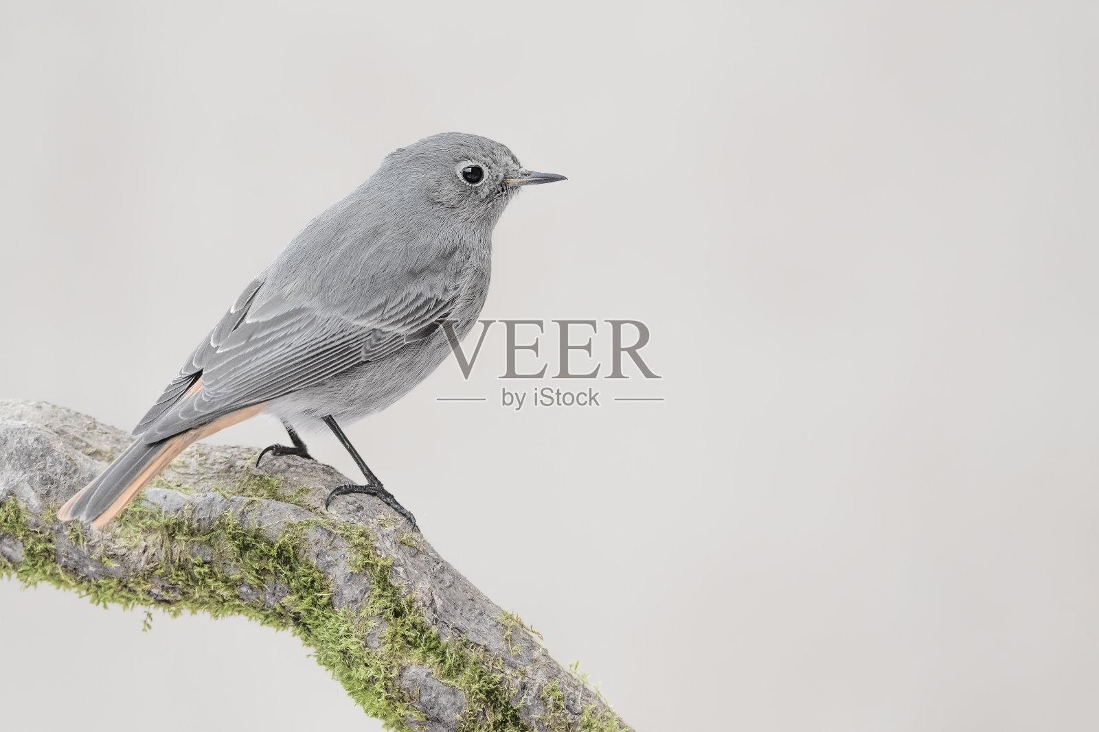 黑红start栖息在树枝上(Phoenicurus ochruros)照片摄影图片