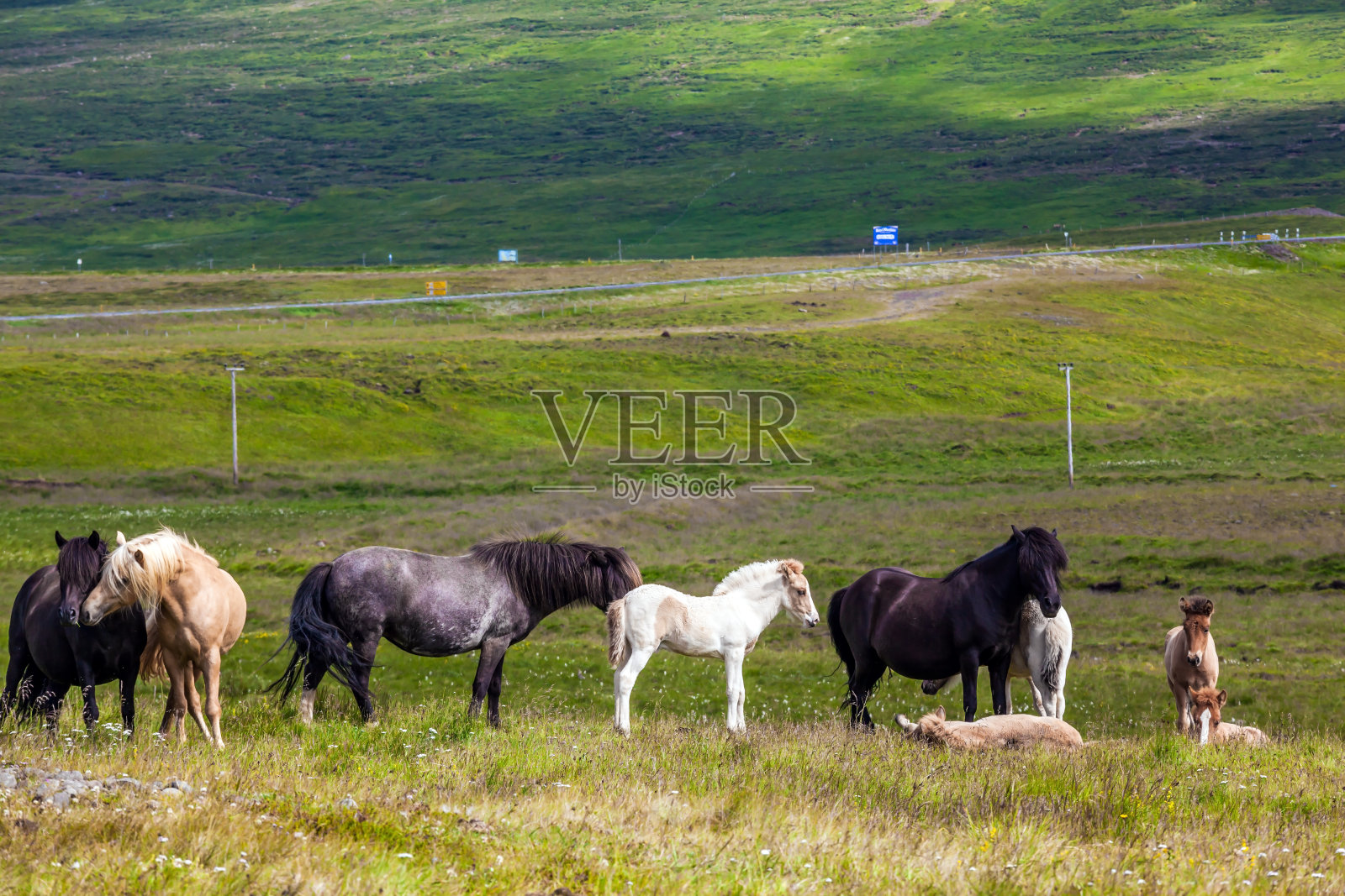 马在青草中吃草照片摄影图片