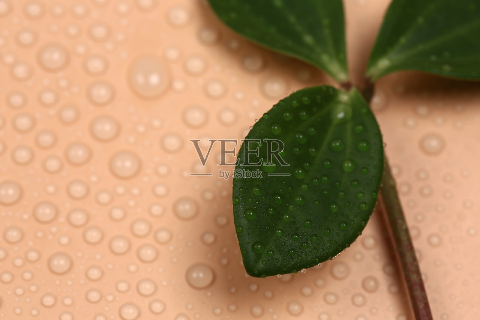 化妆品自然柔和的概念。米色背景上的水滴和绿叶。非常软的选择性聚焦照片摄影图片