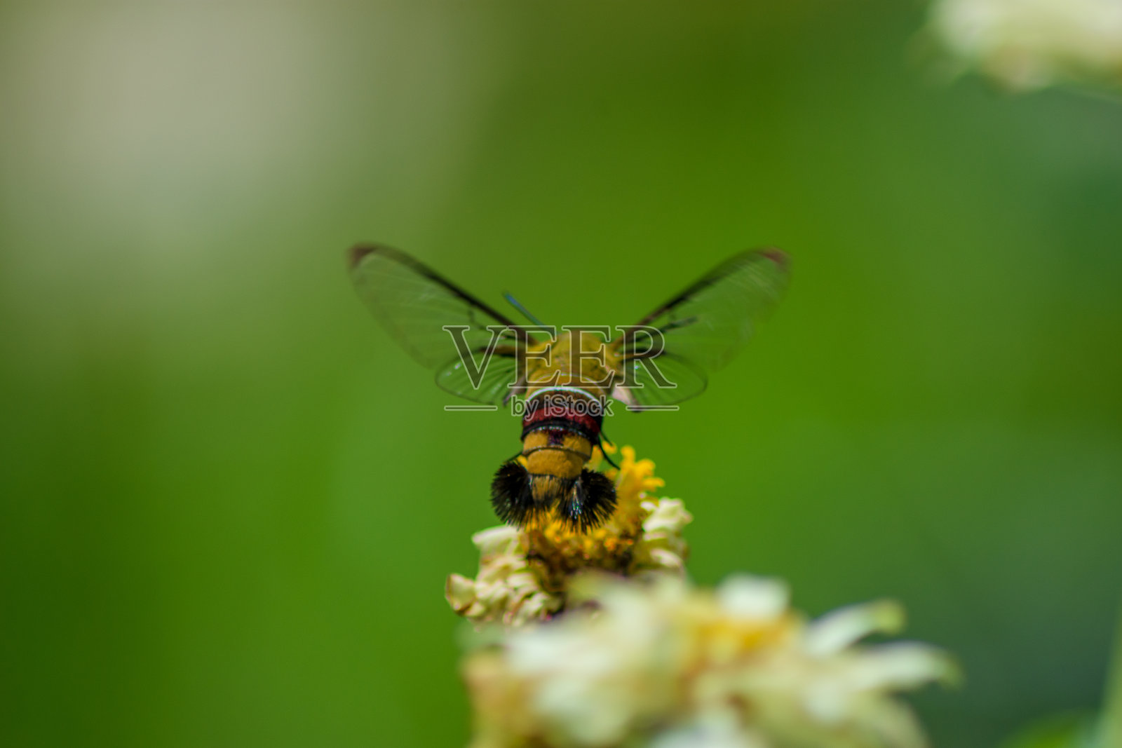 蝴蝶照片摄影图片