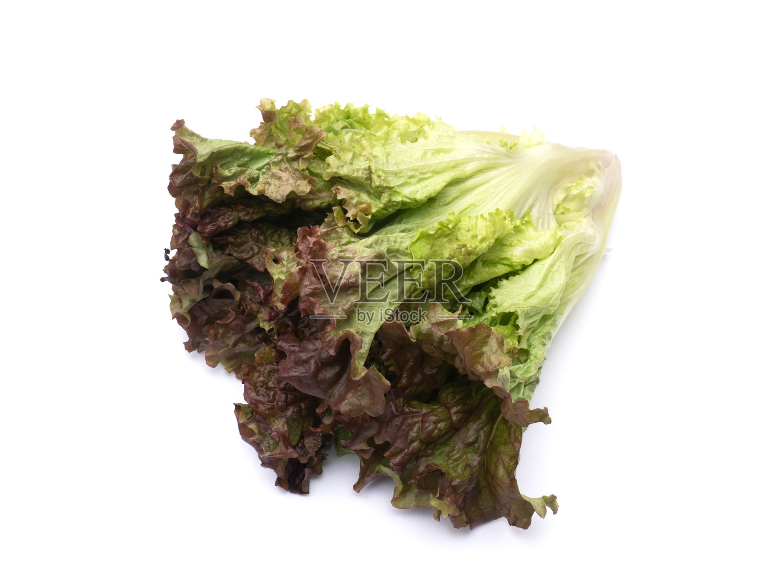 阳光明媚的生菜照片摄影图片