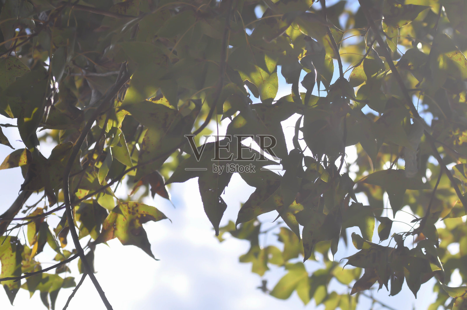 枫叶，枫叶或绿叶照片摄影图片