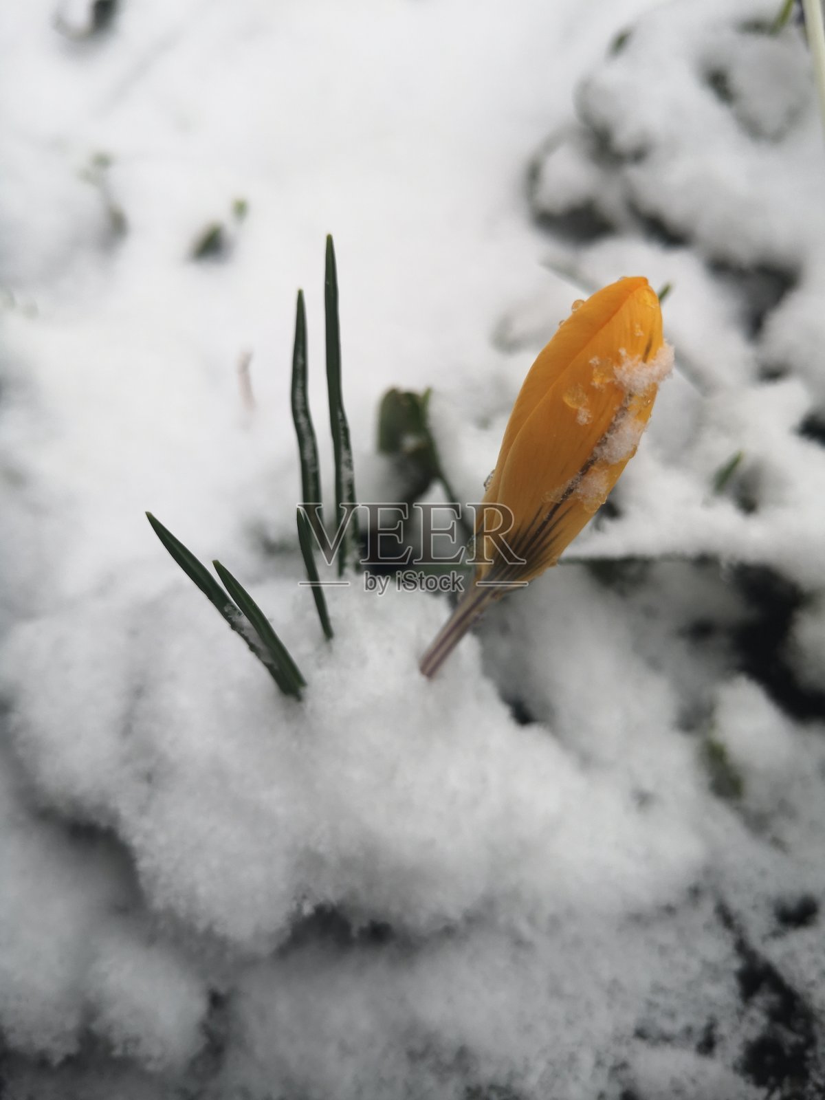 冰冻的植物照片摄影图片