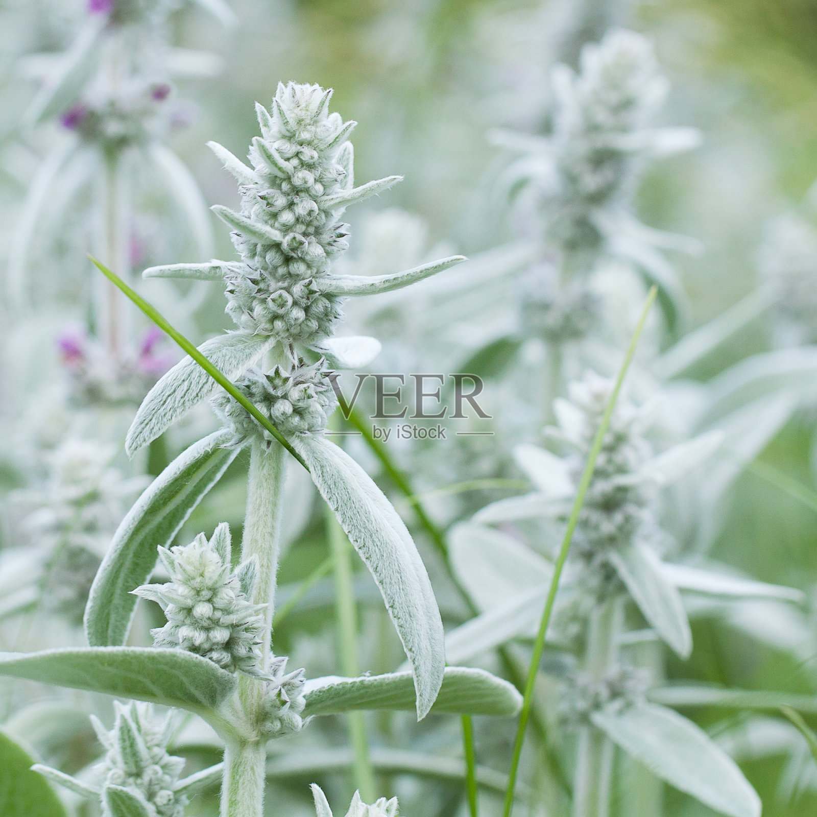 美丽的不寻常的花天鹅绒花和叶照片摄影图片