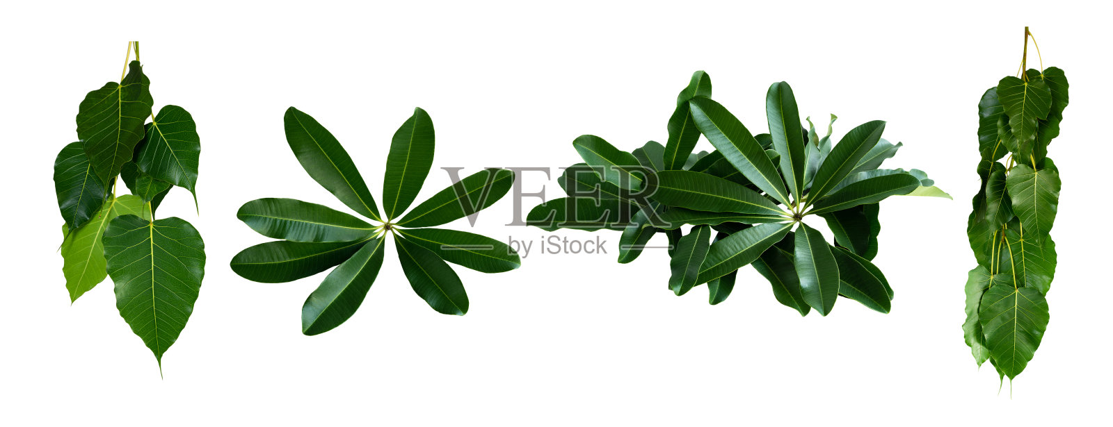 更美丽的热带风情叶，孤立叶背景照片摄影图片