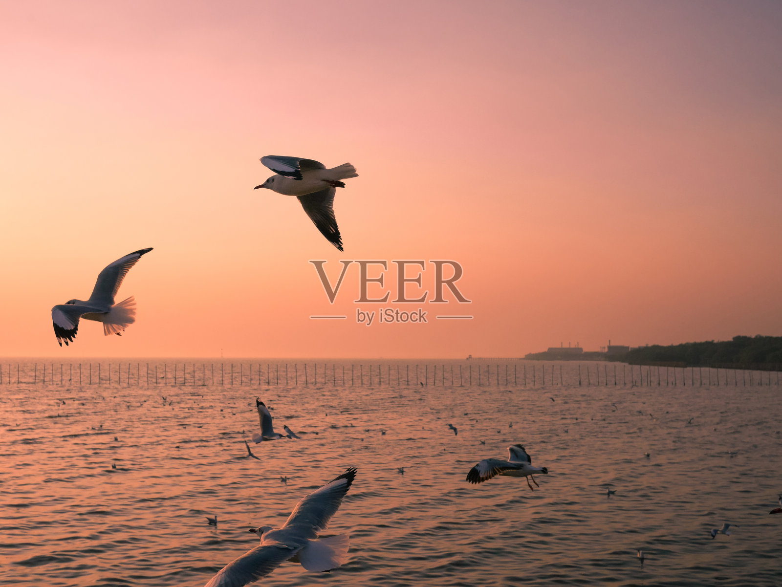 海鸥在海面上飞翔照片摄影图片