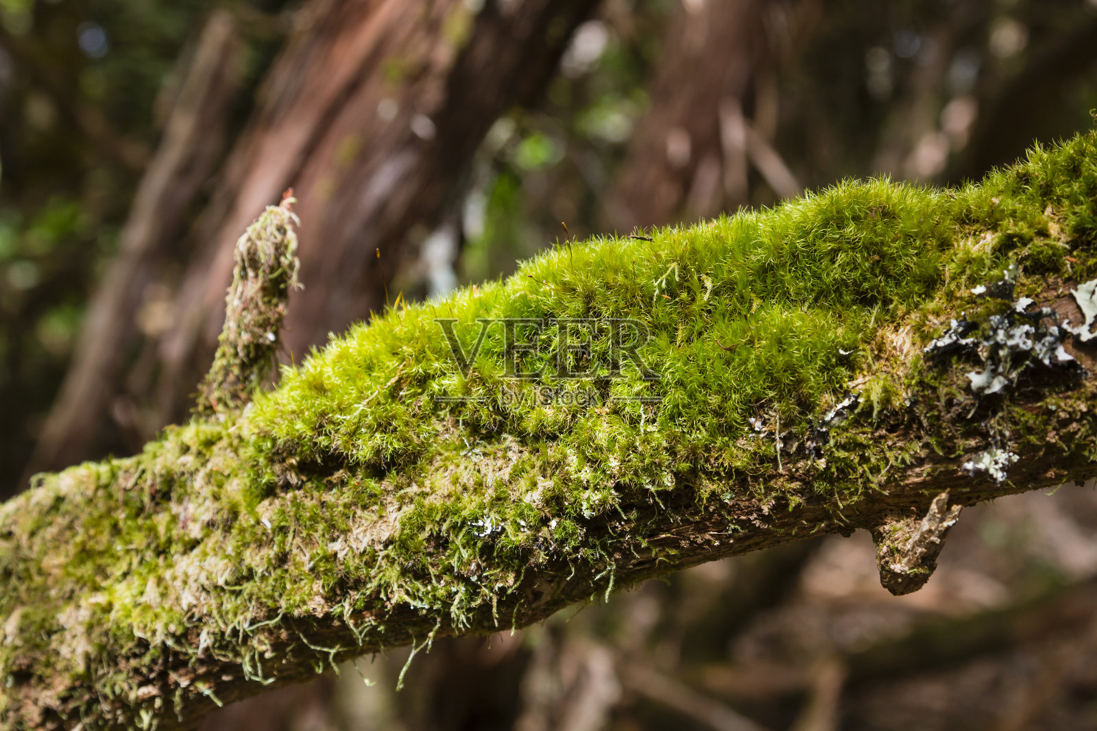 西班牙特内里费岛的丁香森林苔藓照片摄影图片
