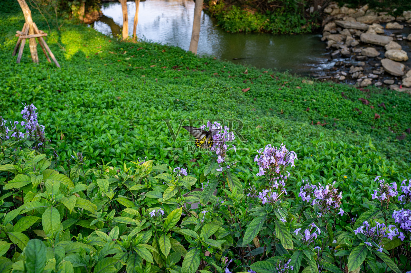 长着翅膀的大蝴蝶照片摄影图片