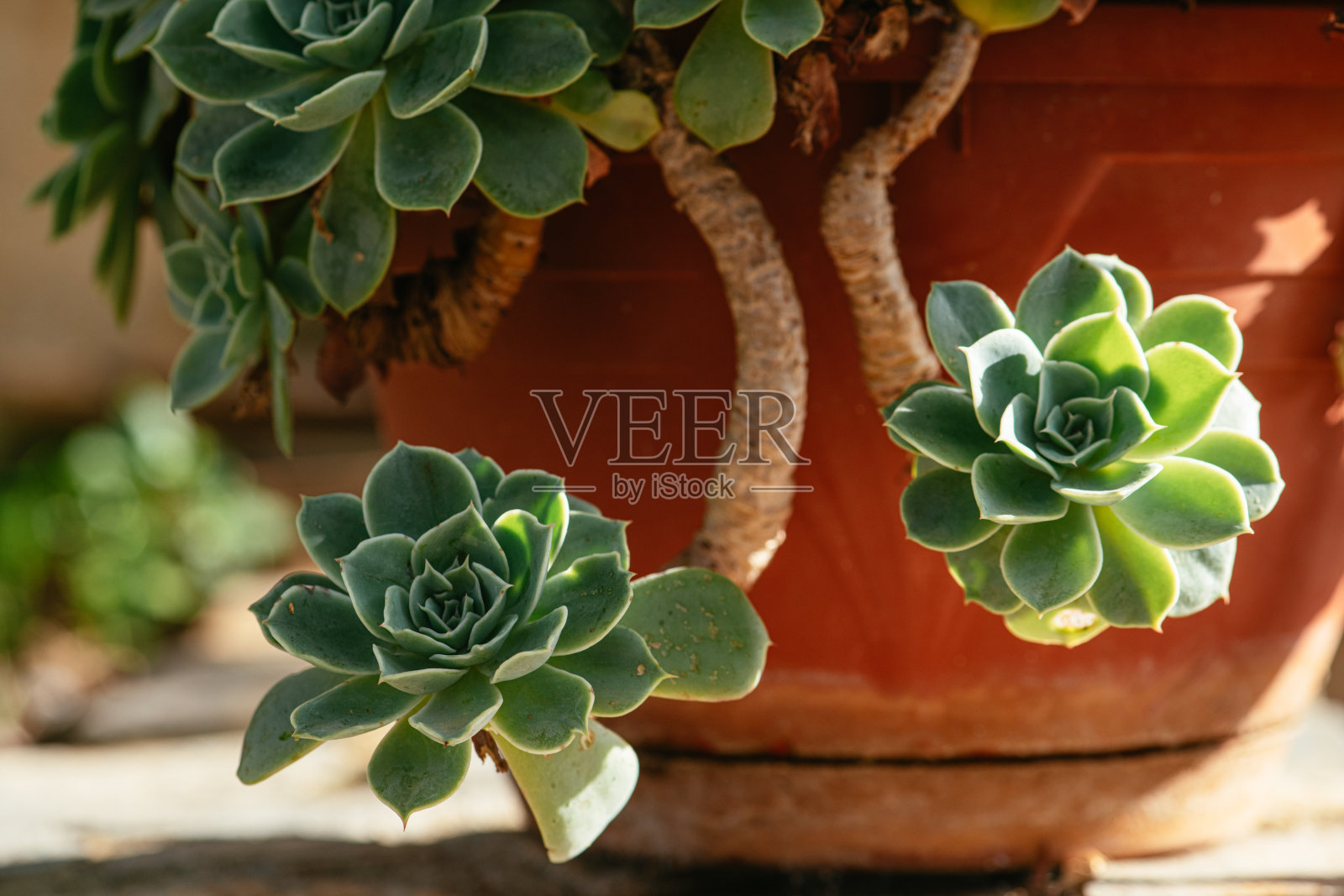 花园里花盆里的多肉植物照片摄影图片