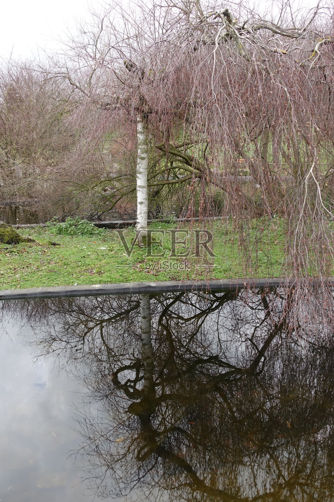 桦树映水池公共公园照片摄影图片