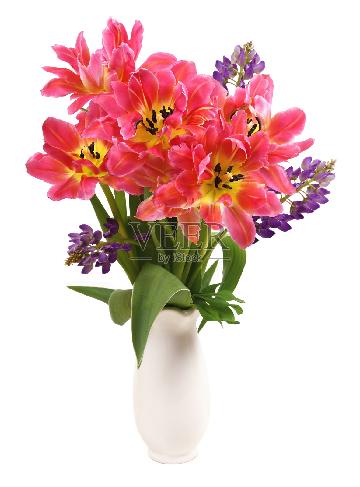 花瓶里的一束珊瑚郁金香花，孤立在白色的花瓶上照片摄影图片