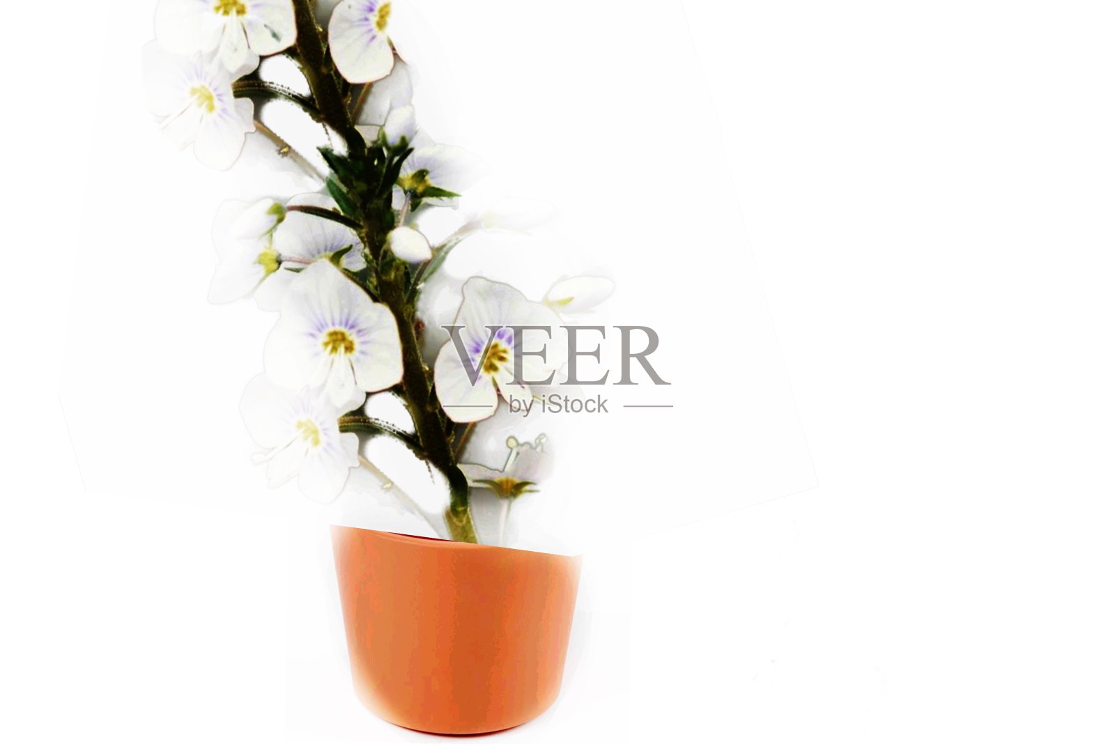 开花植物照片摄影图片