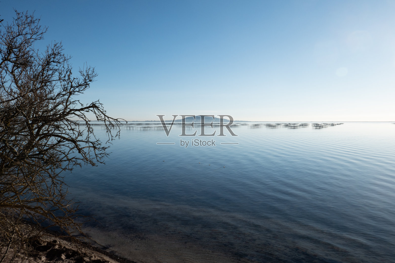 牡蛎和贻贝养殖照片摄影图片