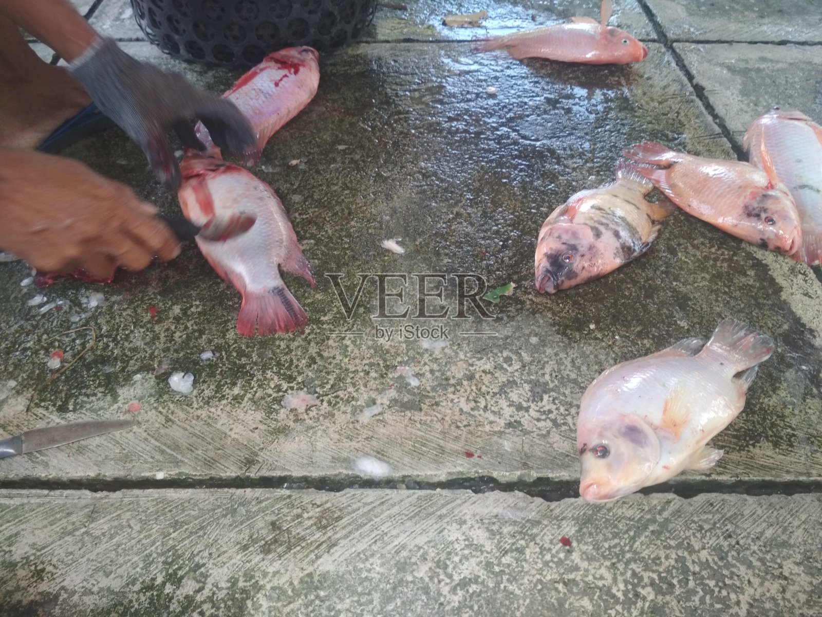 红罗非鱼照片摄影图片