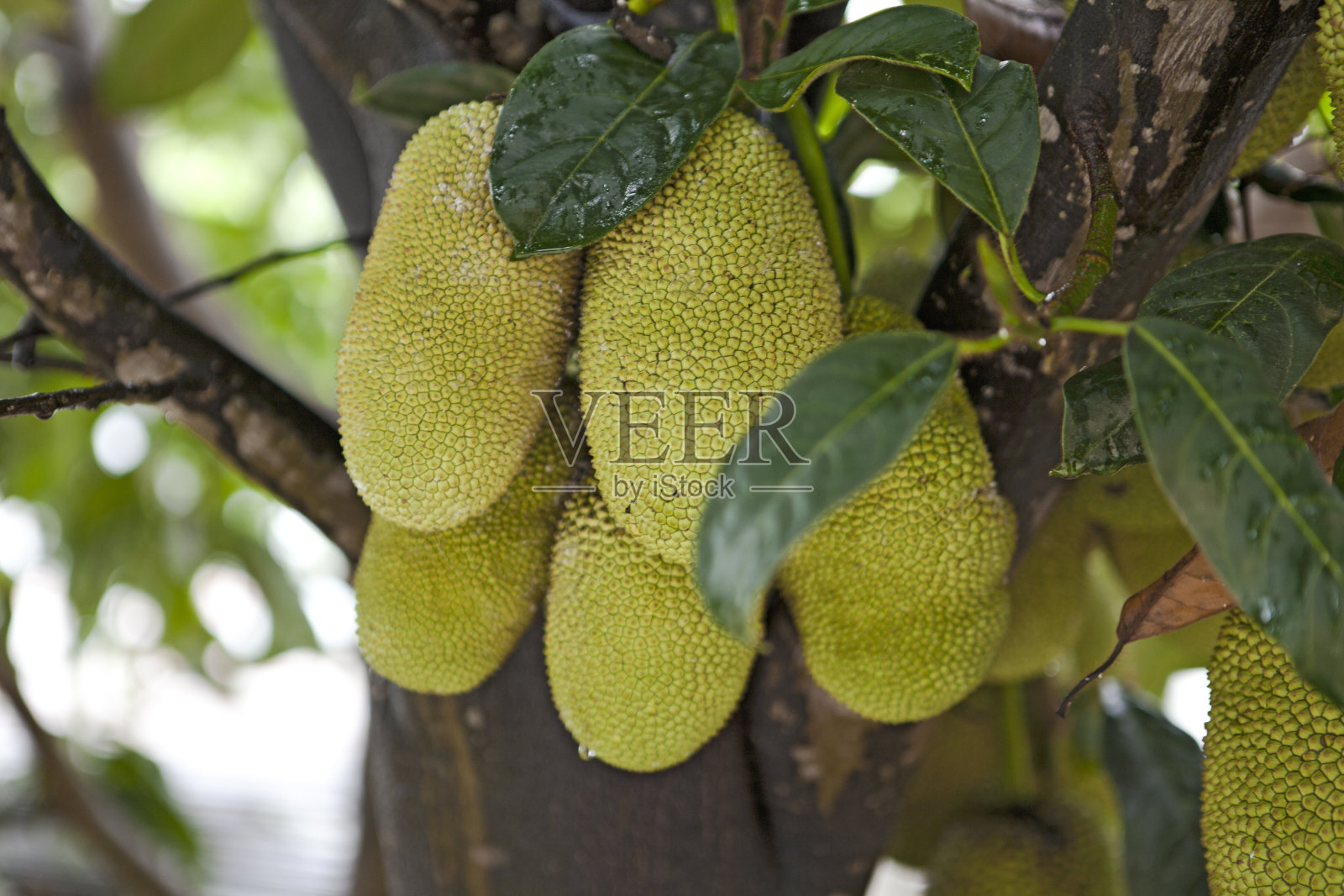 菠萝蜜生长在泰国的树上。菠萝蜜正在成为一种非常受欢迎的水果。是纯素和素食菜肴中理想的肉类替代品。照片摄影图片