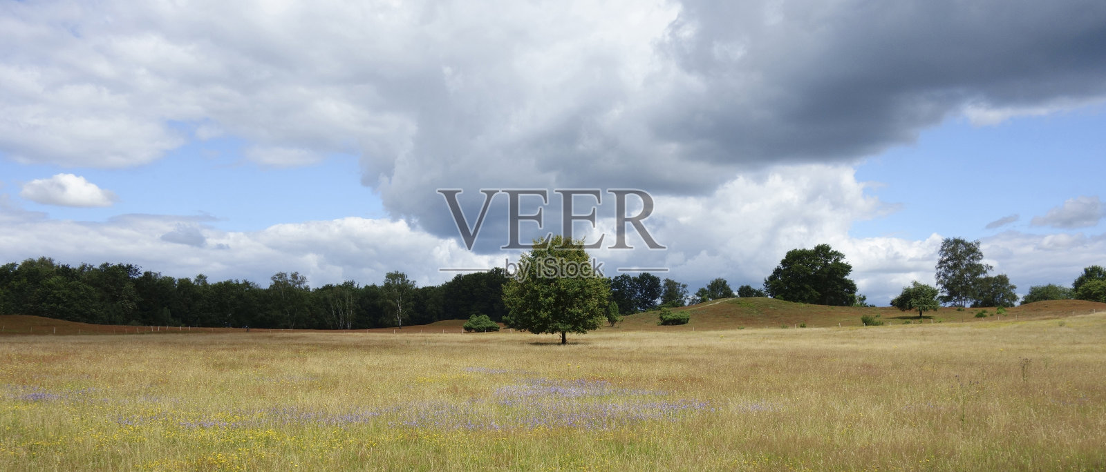 在石南花丛中，一棵孤独的树。照片摄影图片