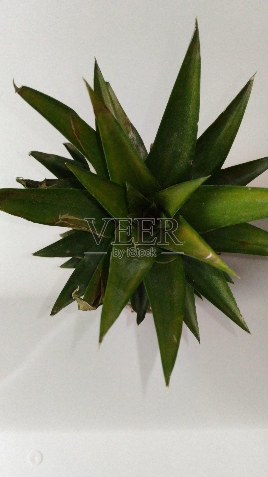 天然新鲜热带菠萝水果照片摄影图片