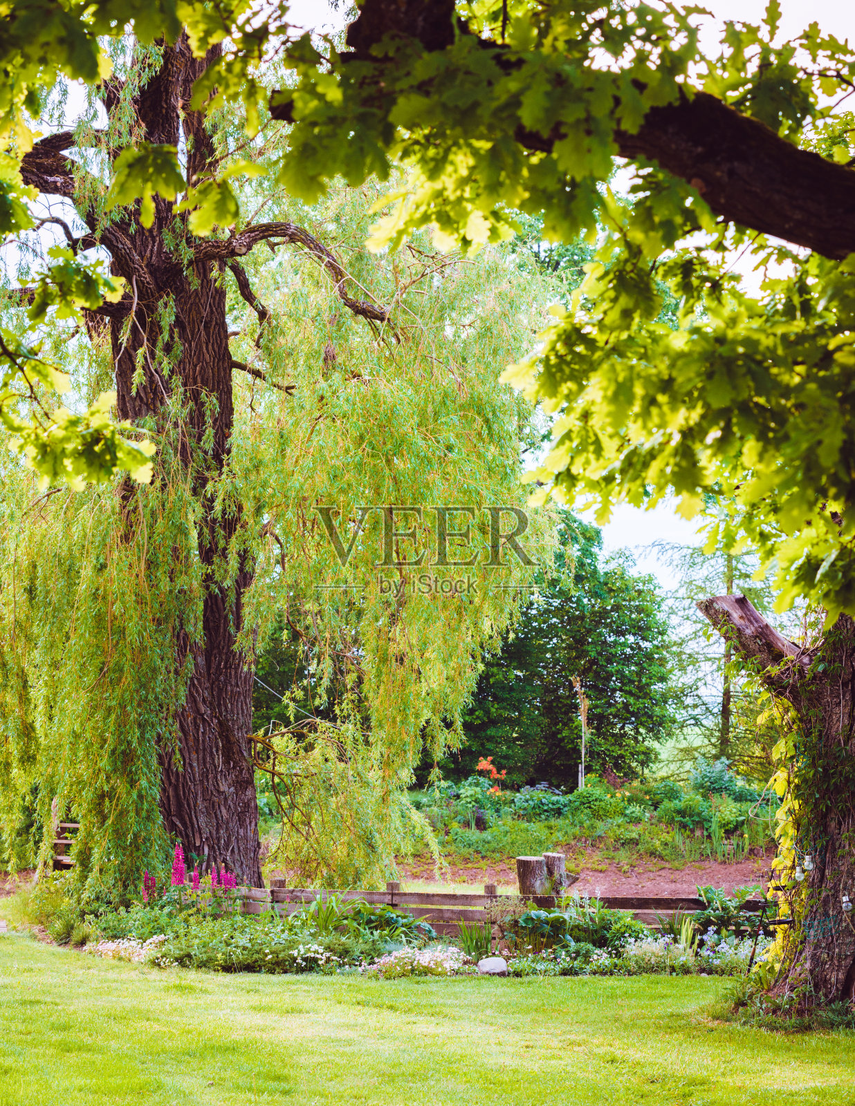 池塘边的大柳树照片摄影图片