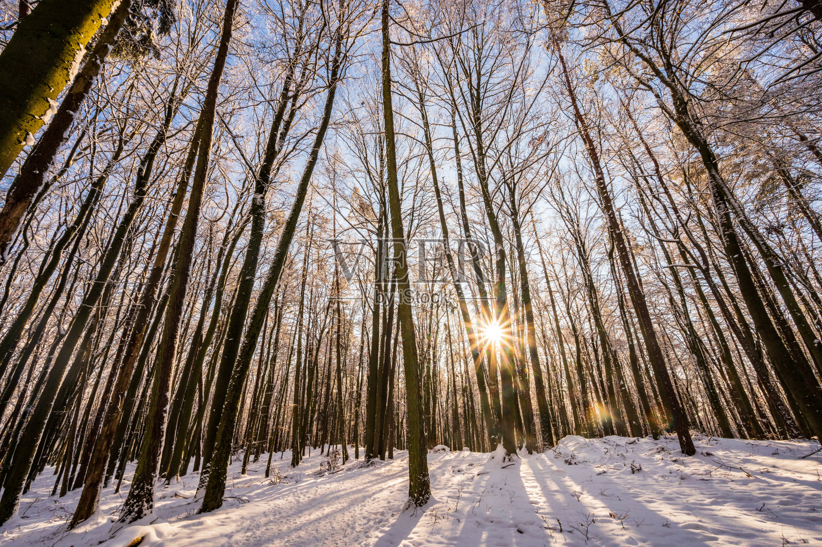 冬天，阳光穿过白雪覆盖的树林照片摄影图片