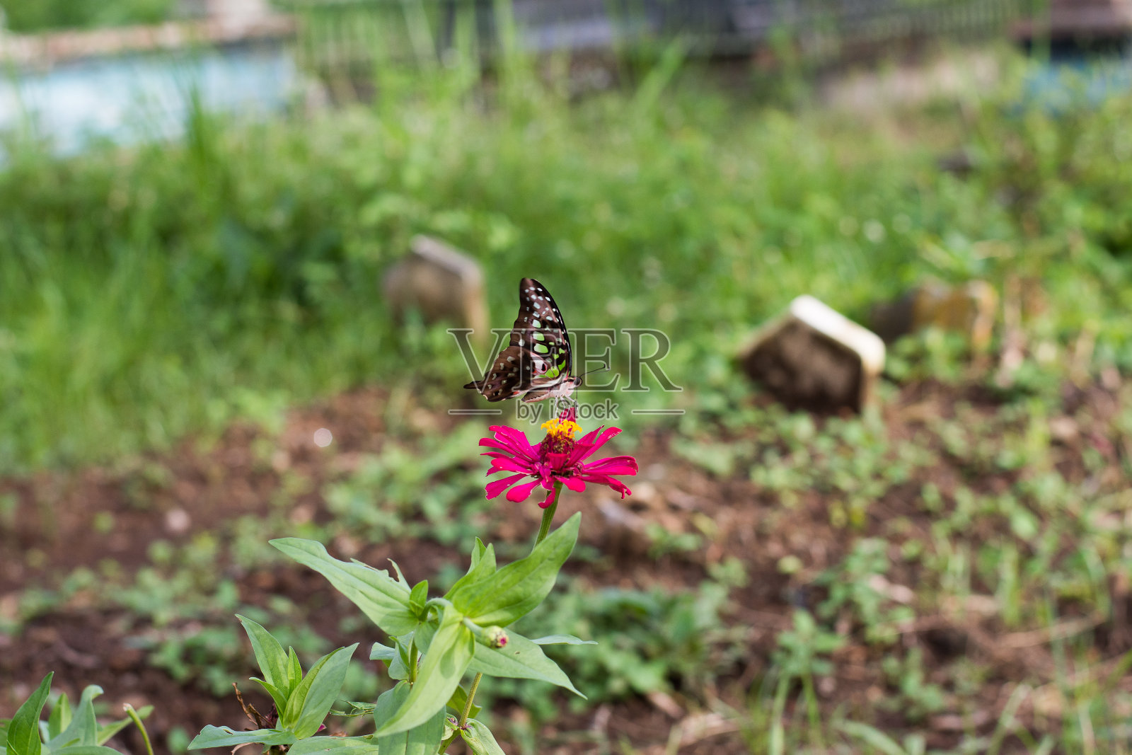 花上的蝴蝶特写(虎蝶)照片摄影图片