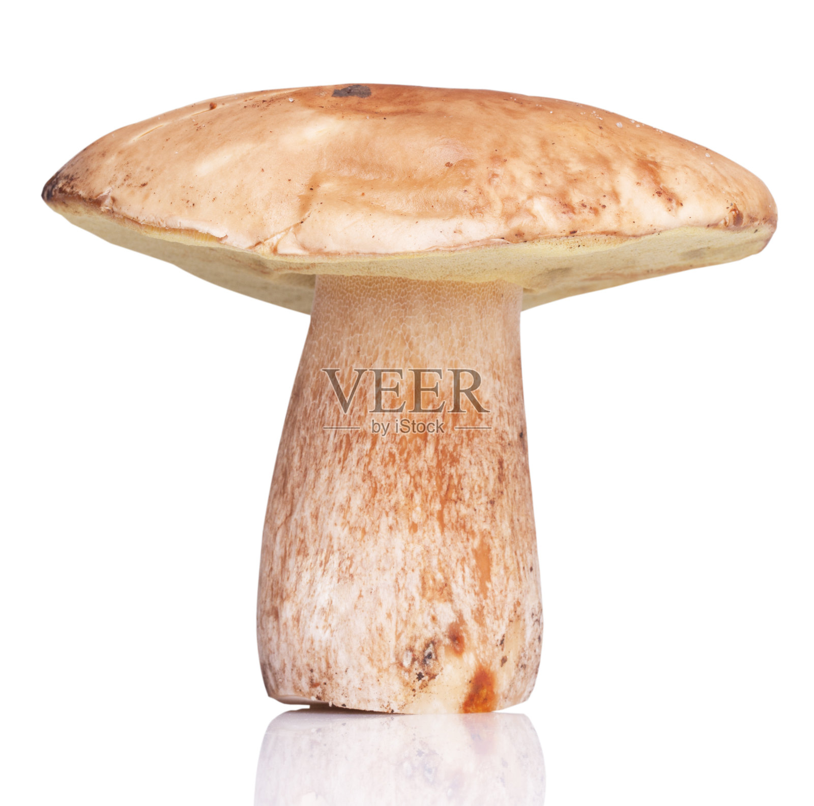 一个白色的蘑菇。在白色背景上隔离照片摄影图片