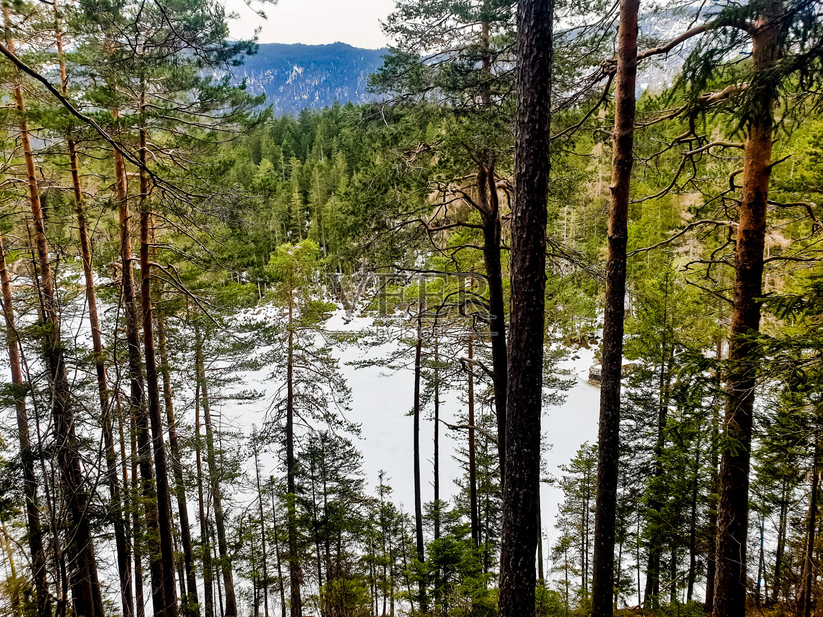 冬湖前的树木照片摄影图片