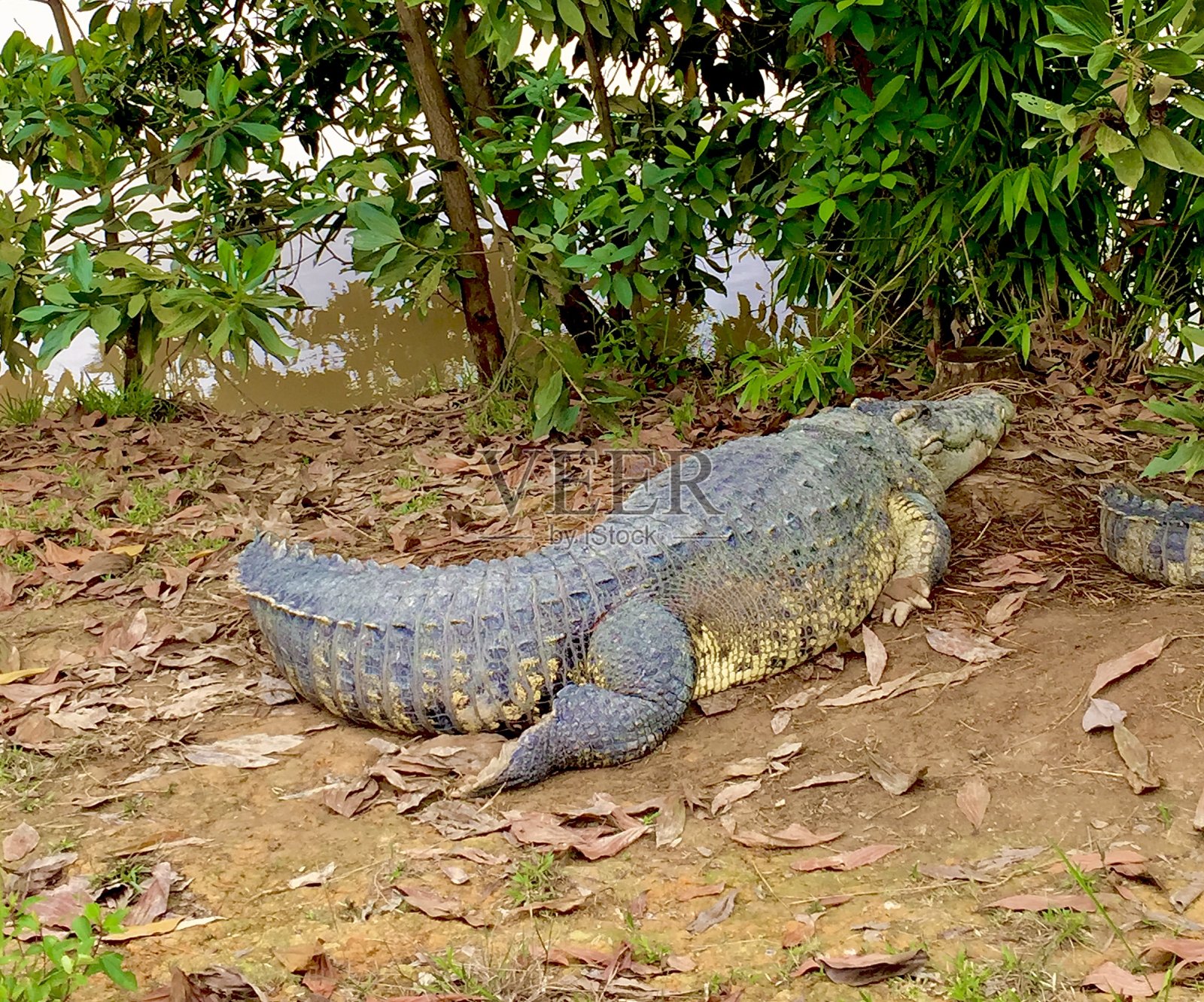 森林里河边的大鳄鱼照片摄影图片
