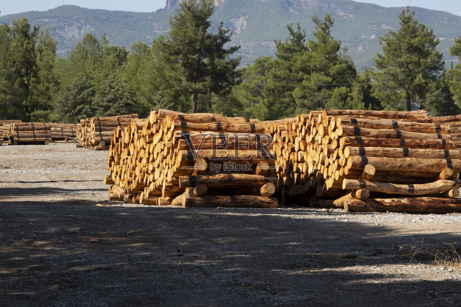 在当地的一个乡村木材厂，成排的原木等待加工，制成建筑用的木材。照片摄影图片