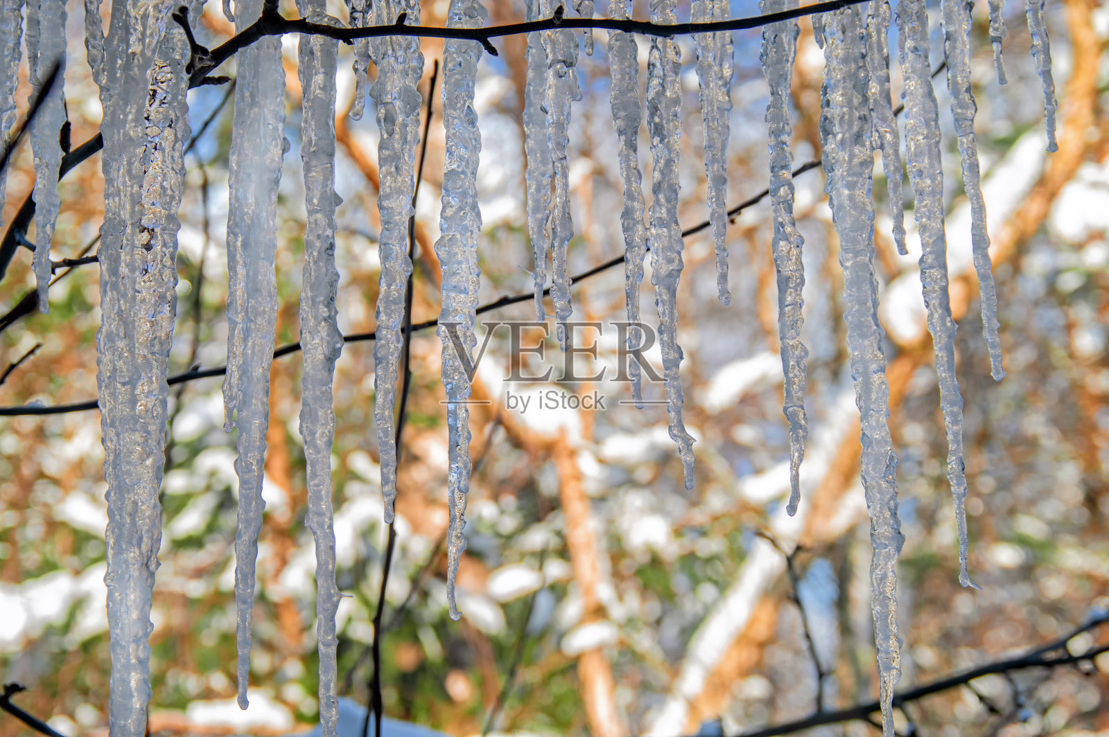 屋顶上的冰柱映衬着一片阳光明媚的森林照片摄影图片