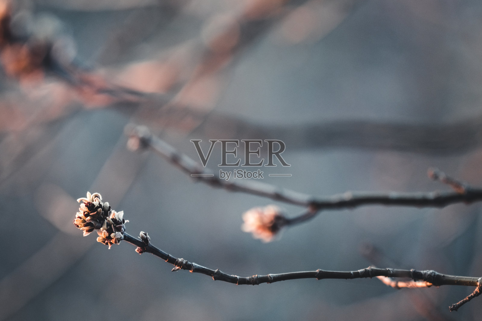 春天开花的背景。美丽的自然景观，盛开的树木和太阳耀斑。照片摄影图片