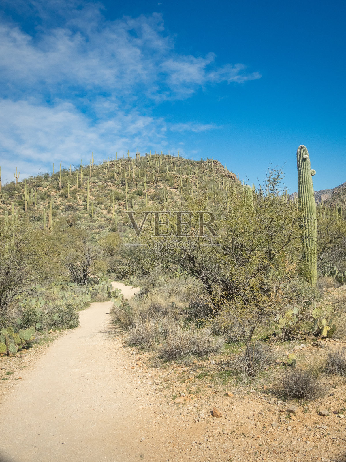 美丽的沙漠景观照片摄影图片