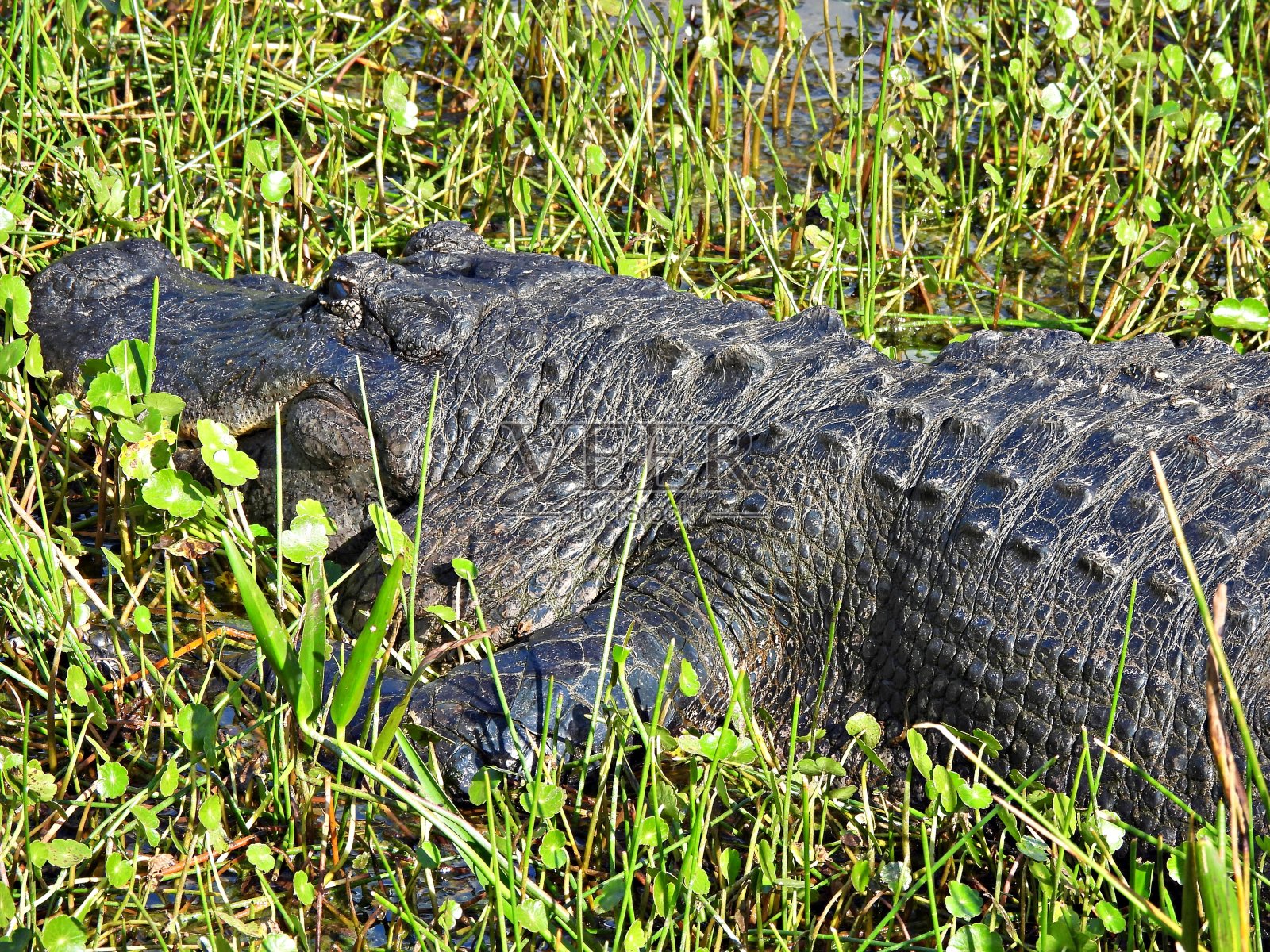 美洲短吻鳄(密西西比短吻鳄)在佛罗里达湿地的草地上休息照片摄影图片