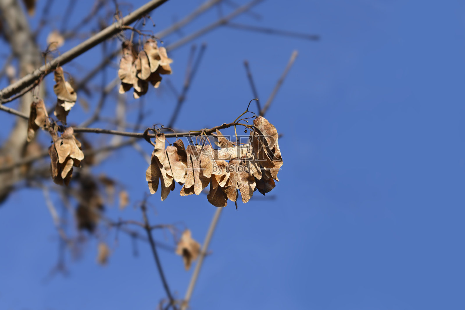 挪威槭照片摄影图片