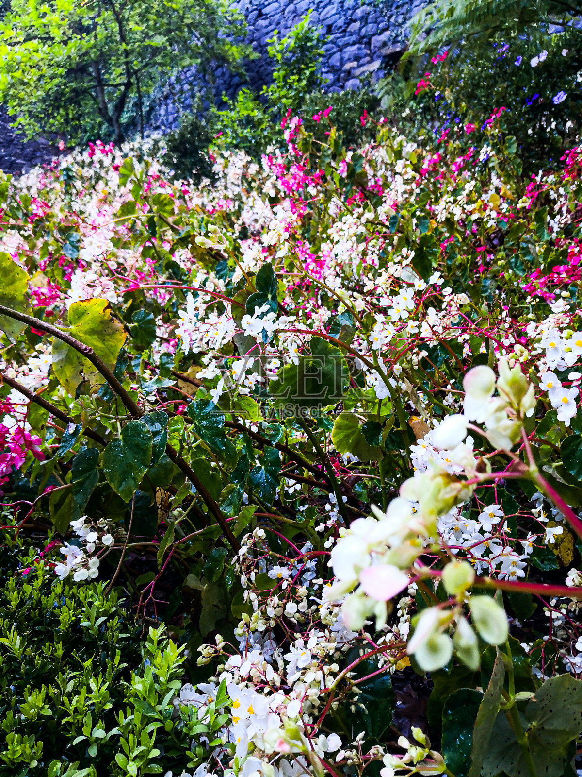 马德拉岛的花园照片摄影图片