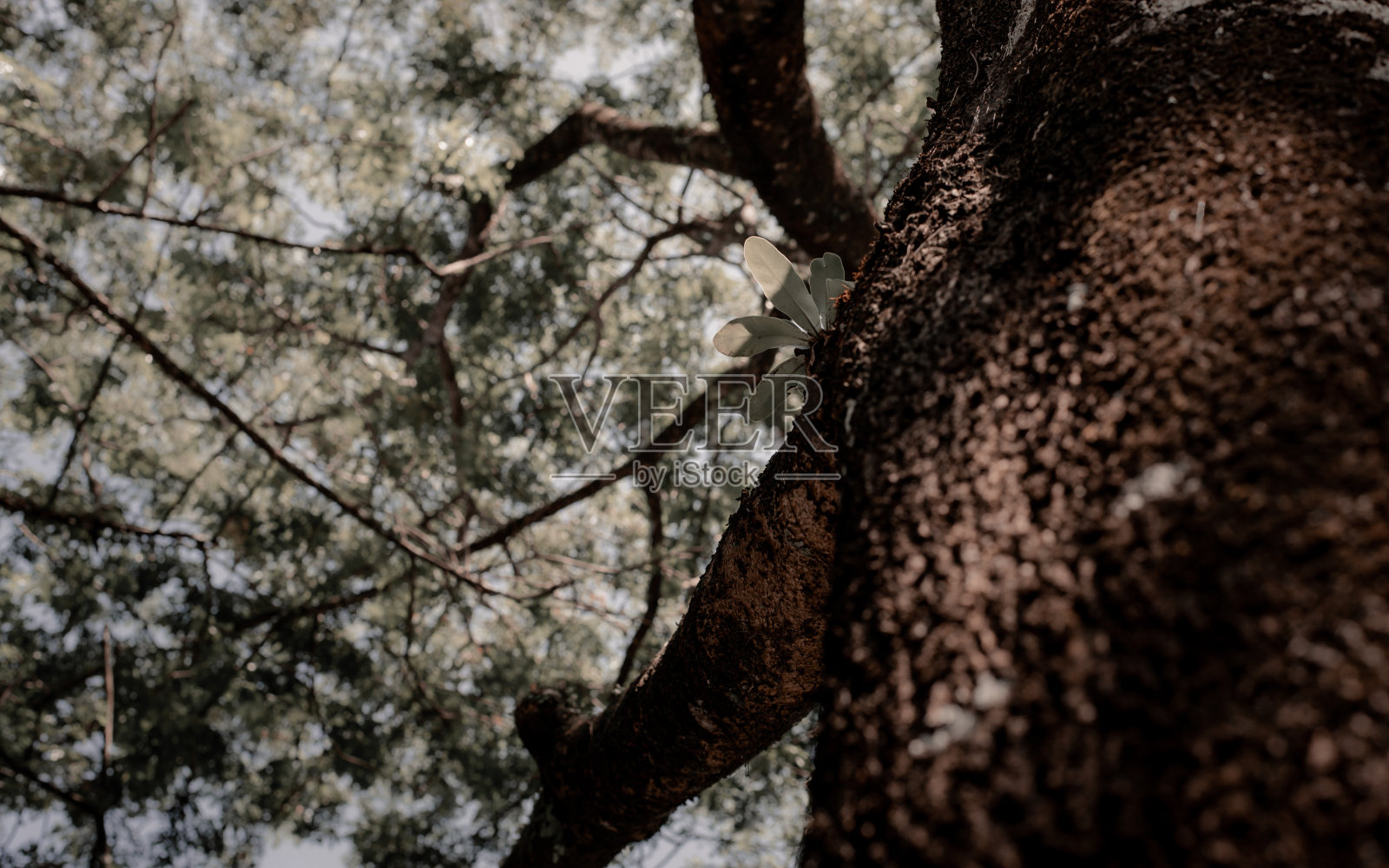 树梢照片摄影图片
