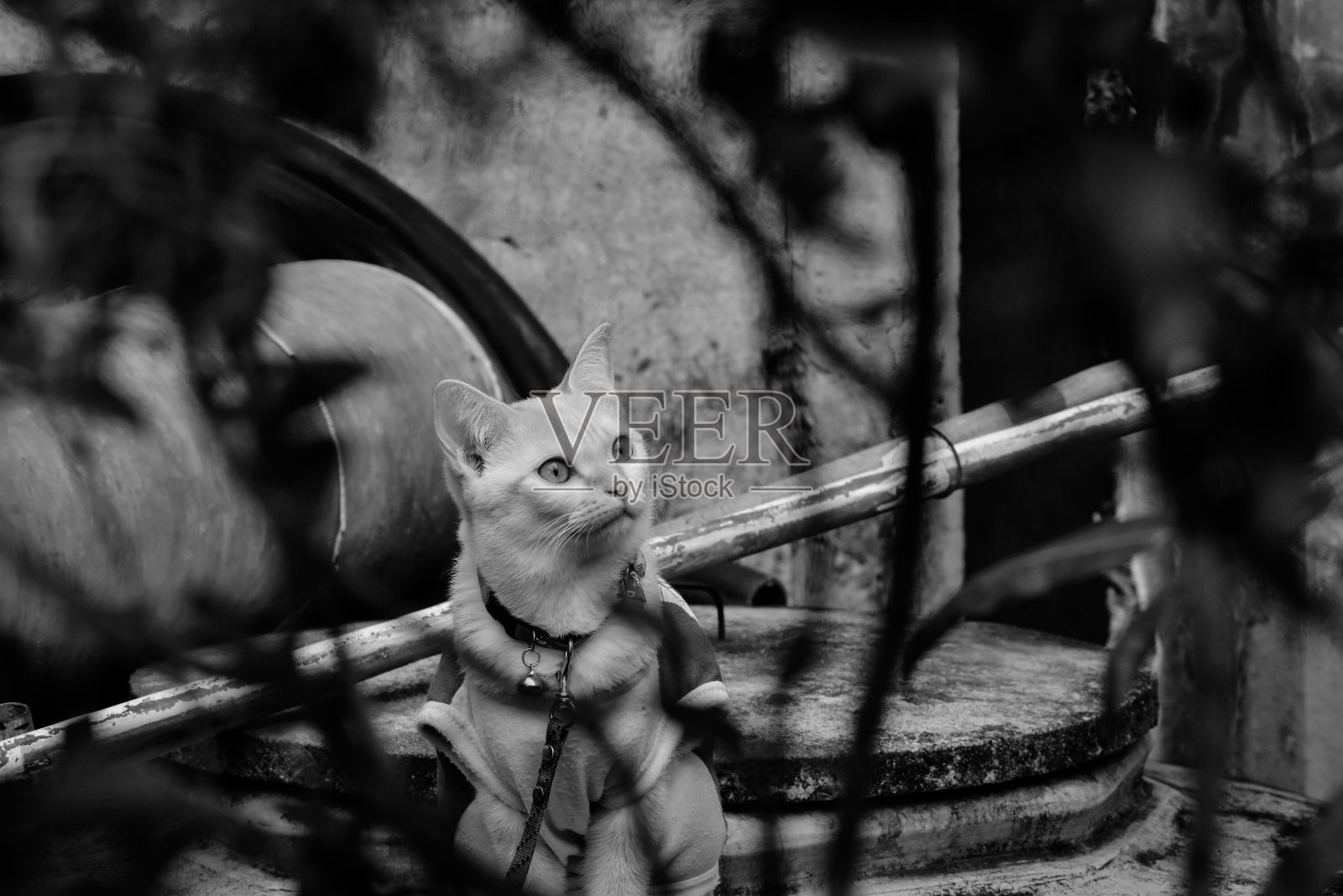 28、短毛猫对黑白的心情照片摄影图片