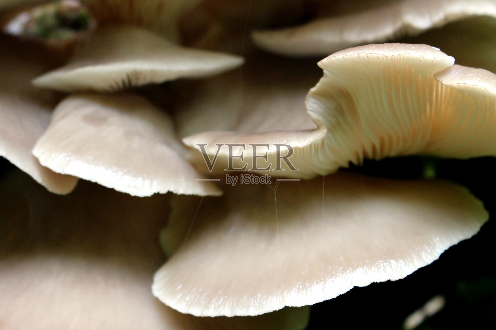 近距离观察生长在约克郡林地地面上的蘑菇照片摄影图片