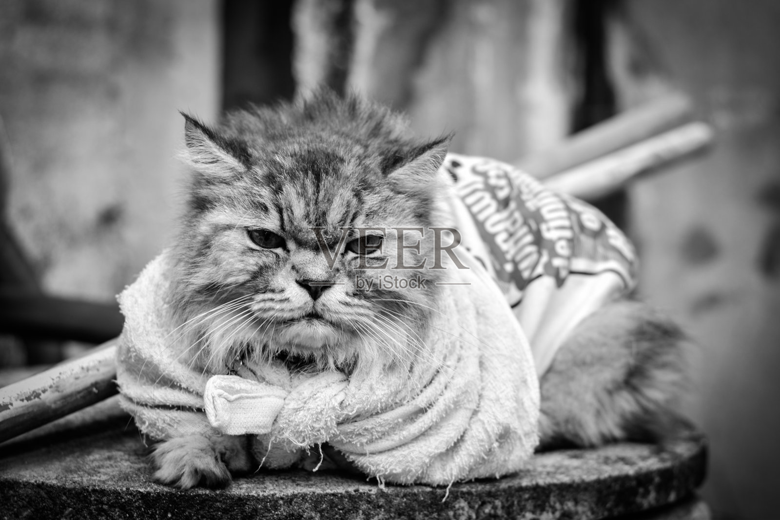 长毛猫对黑白的心情照片摄影图片