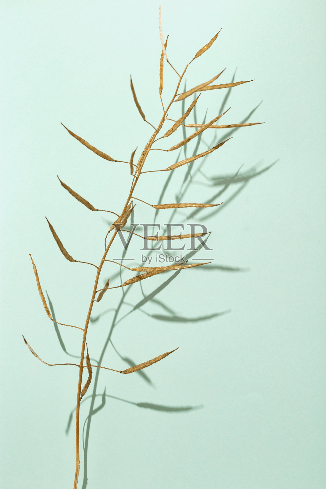 干燥的草在明亮的背景上呈金黄色。最小的自然概念。照片摄影图片