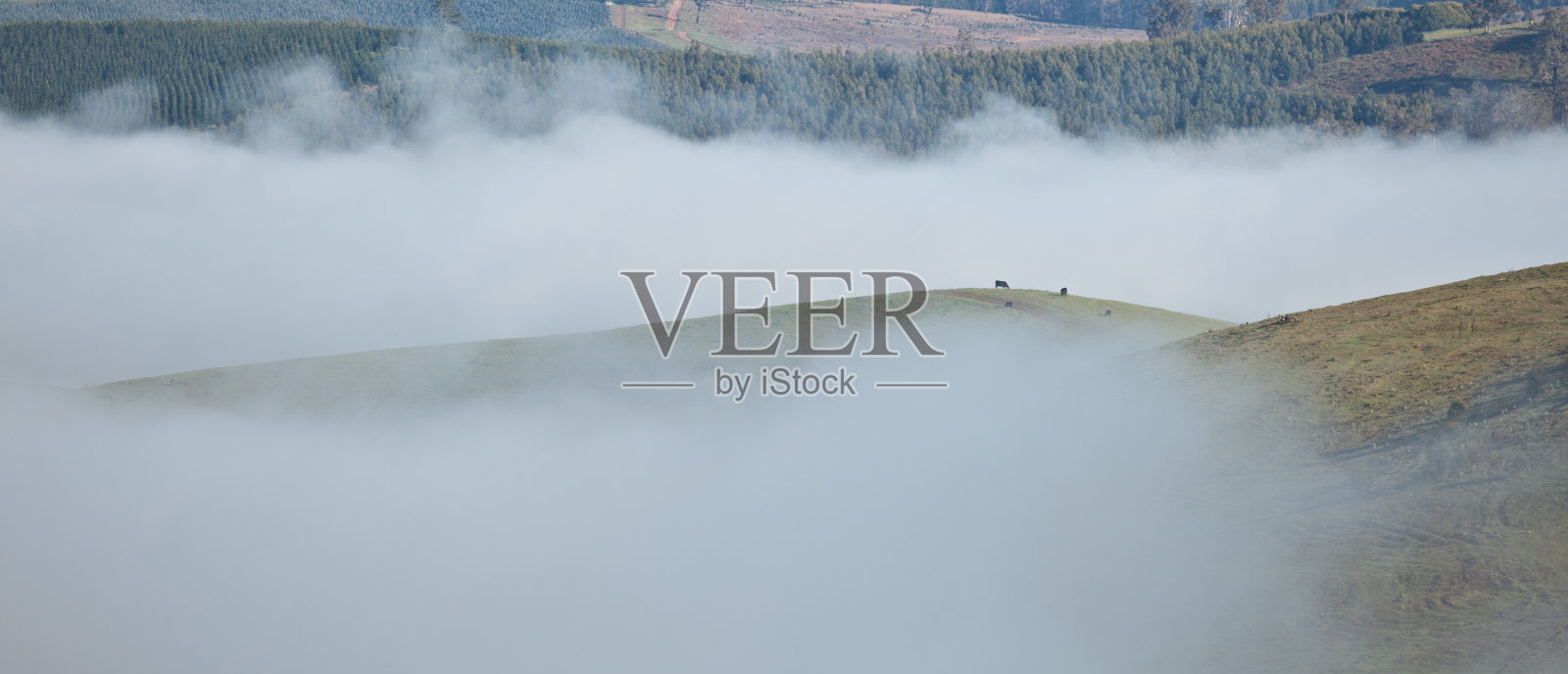 有雾的早晨,农田照片摄影图片