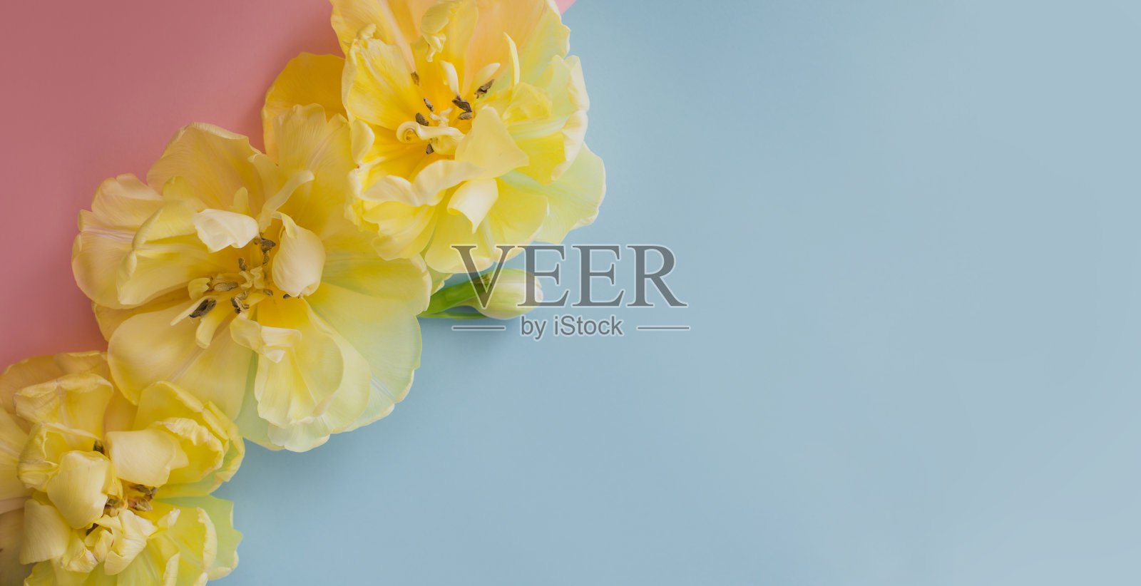 黄色的郁金香花，粉红色和蓝色的背景。春季概念背景。照片摄影图片