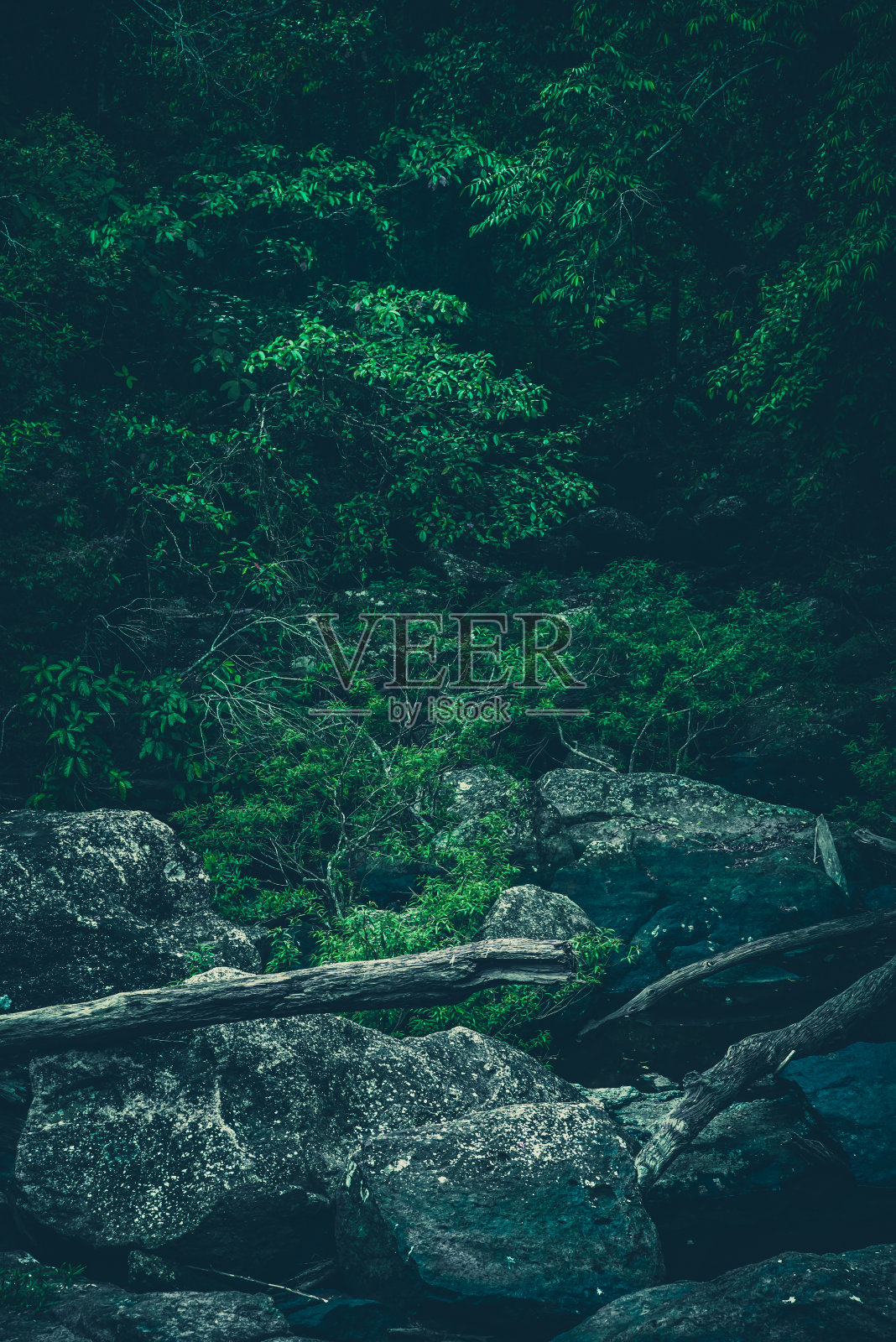 大自然背景的绿色森林，热带森林中的绿色过滤照片摄影图片