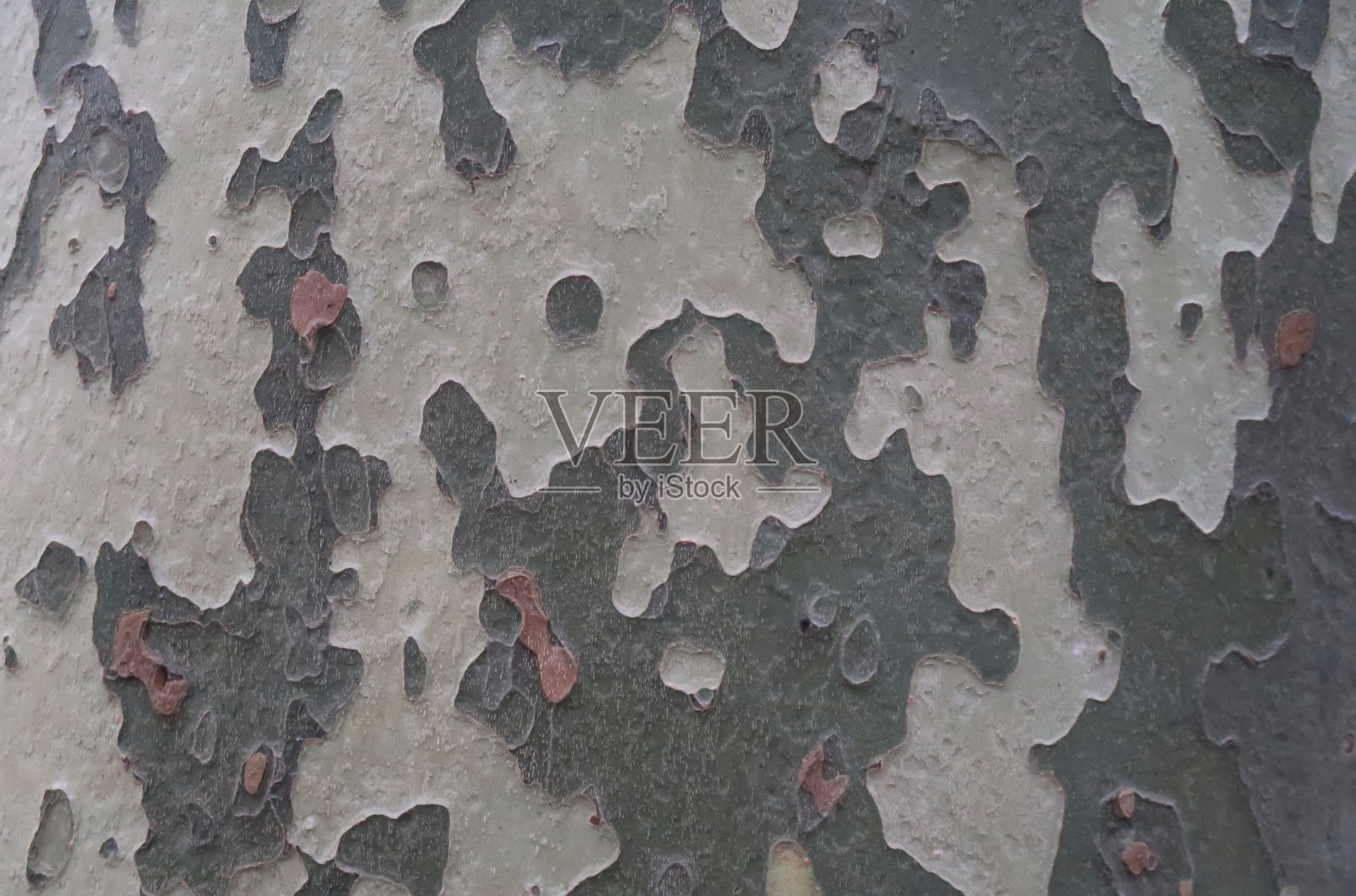 梧桐树或梧桐树纹理照片摄影图片