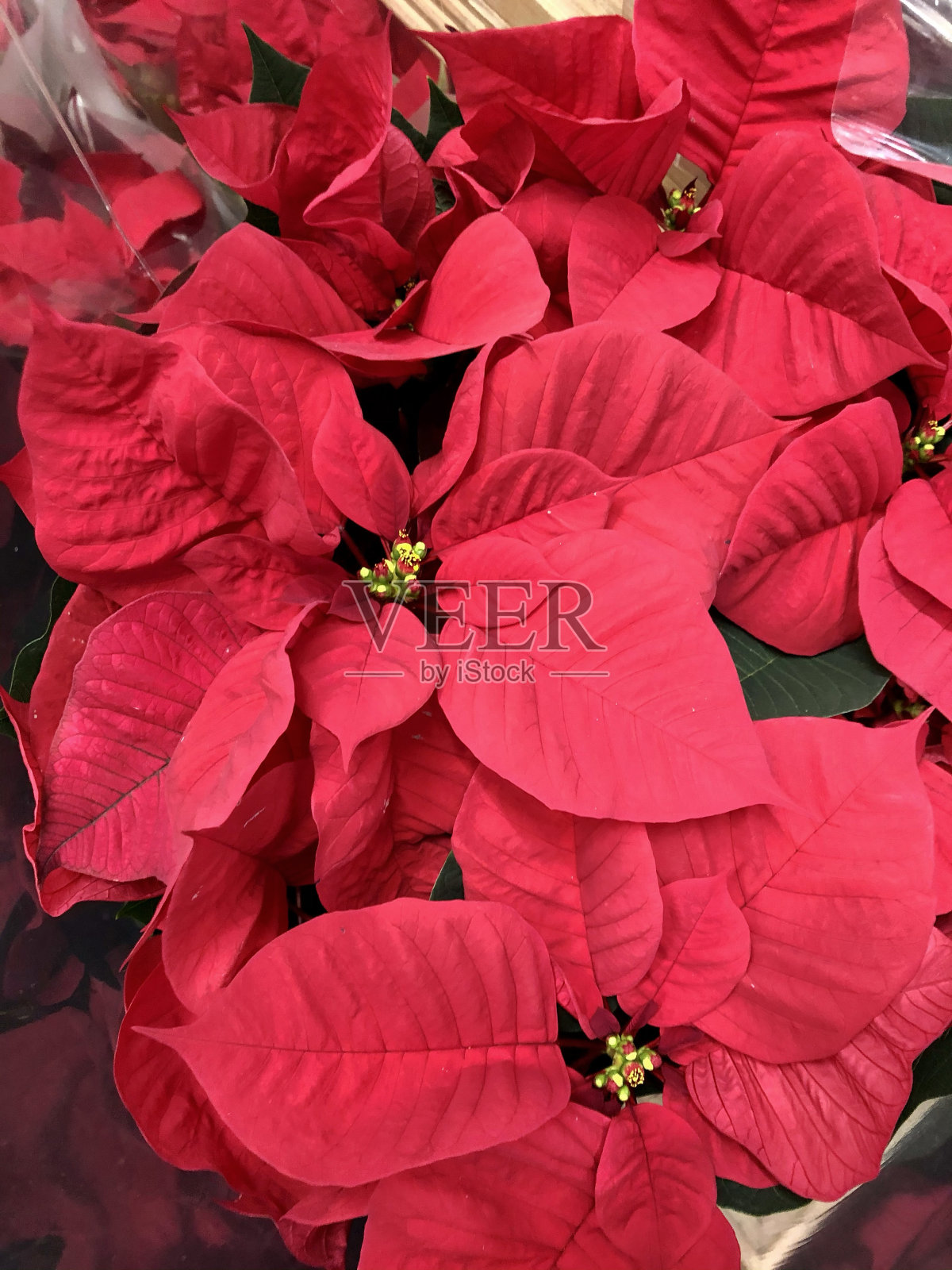 全框图像红色一品红花/苞片(大戟)，用玻璃纸包裹的圣诞植物，盆景一品红照片摄影图片