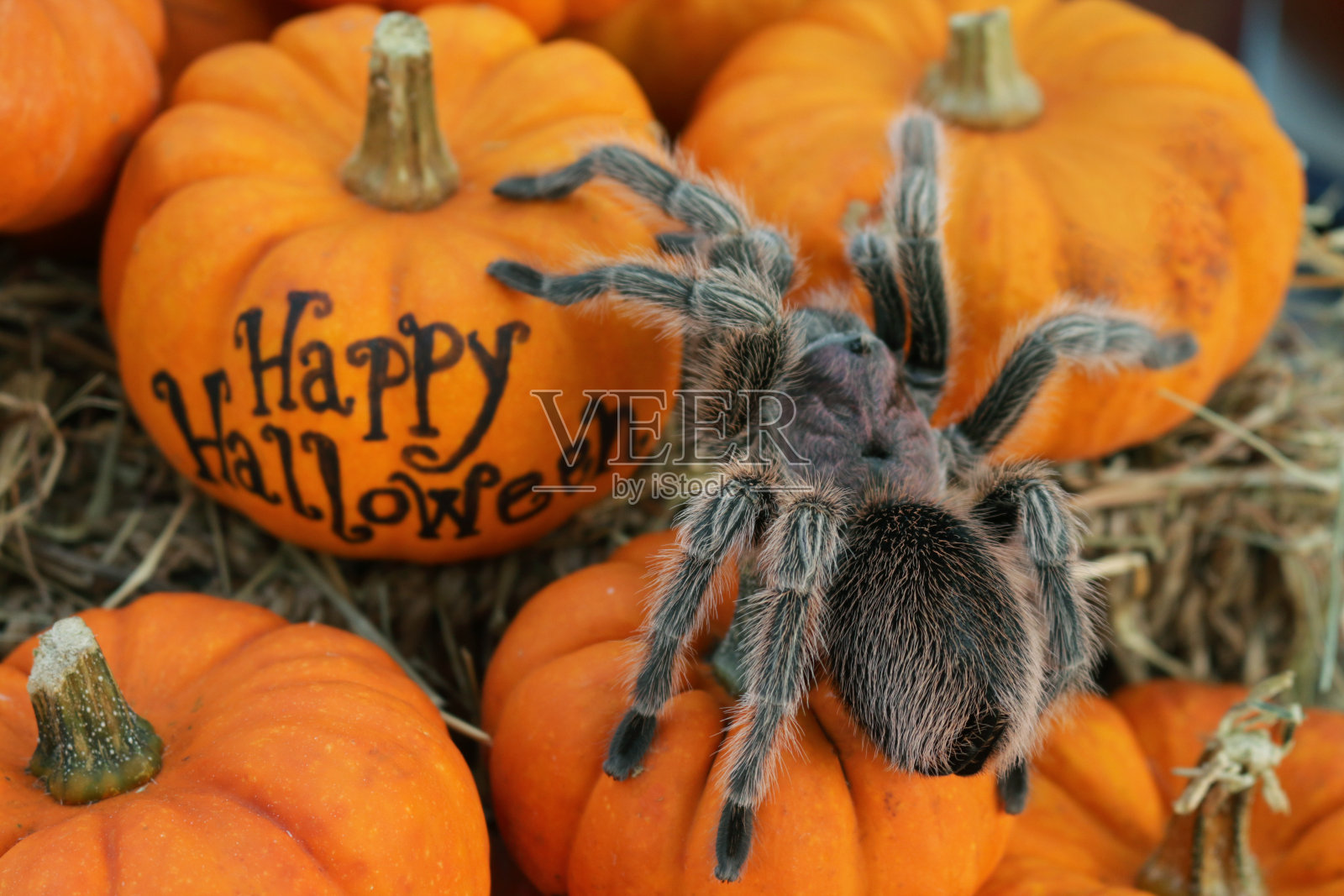 近距离拍摄的热带狼蛛爬行在柳条架上的橙色葫芦覆盖在干草上，聚焦前景照片摄影图片